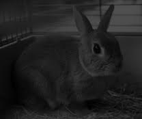 conejo