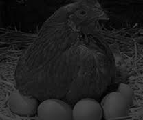 gallina