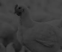 pollo