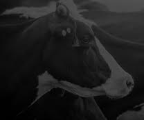 vaca