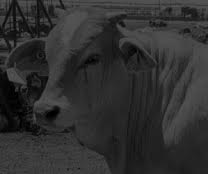 vaca